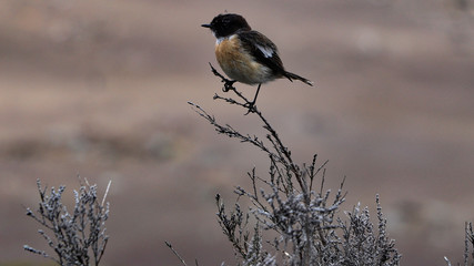 Reunion Islands, Africa