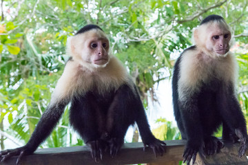 Two cheeky white-faced capuchin monkey (Cebus imitator) waiting for tourists to steal them something in the Manuel Antonio National Park, Costa Rica