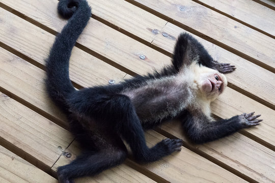 Cheeky white-faced capuchin monkey (Cebus imitator) signalising capitulation in the Manuel Antonio National Park, Costa Rica