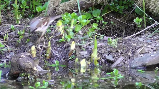 Haussperling (Passer domesticus) trinkt am Gartenteich