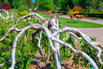 Details of decorative birch with white branches
