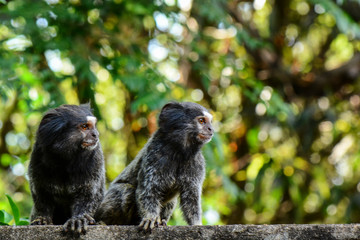 Black Tufted Marmoset Callithrix Penicillata, a small primate from the rainforest, Brazil