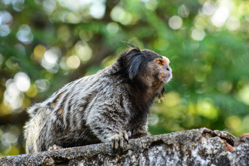 Obraz premium Black Tufted Marmoset Callithrix Penicillata, a small primate from the rainforest, Brazil