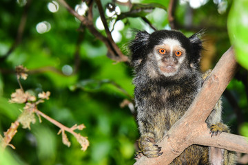 Black Tufted Marmoset Callithrix Penicillata, a small primate from the rainforest, Brazil
