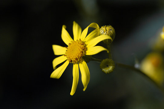 Macro photo of a yellow dandelion flover. blurred background. screen saver