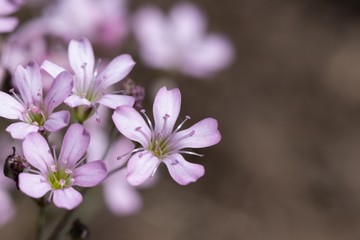 Floral background, pink gypsophila repens creeping macro