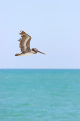 pelican in flight