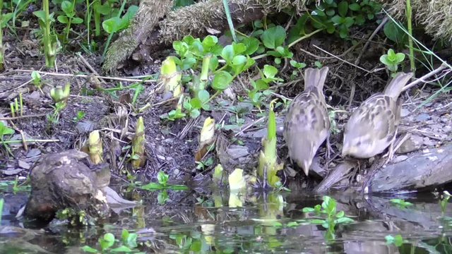 Haussperling (Passer domesticus) trinkt am Gartenteich