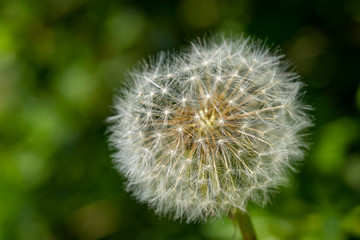 Fototapeta premium Close up of white dandelion. Blooming blowball in macro on blurry green background. Concept of nature background.