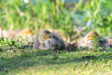 Canadian Goslings Sleeping Together