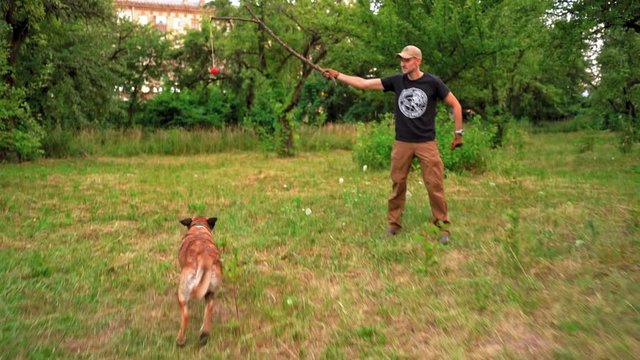 Big Brown Dog Getting Ready To Attack A Red Ball On A Rope Slow Motion Video. A Shepherd Nibbles A Ball In A Park. Dog Training Concept Video