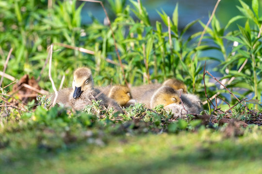 Three Goslings Hangin Out in the Grass