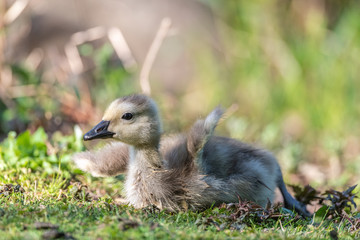 Canadian Gosling Flapping Its Tiny Wing