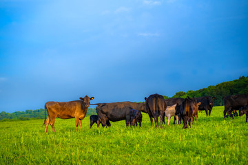 Naklejka na ściany i meble Cows graze in the meadow