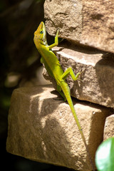 Green lizard (Pristidactylus achalensis) on a pile of rocks