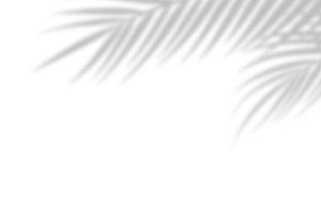 Shadow from palm leaves on a white wall background. White background, cardboard. Abstract image. Tropic concept