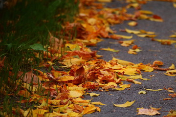 Hojas de otoño caídas sobre linde de un camino.