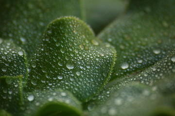 Gotas de agua macro sobre hojas verdes.