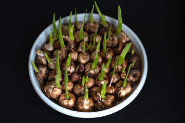 Flower bulbs begin to grow