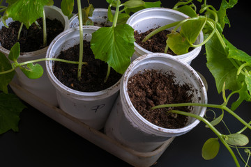 Sick seedlings of flowers grown at home