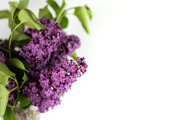 Blossoming branch of lilac on a white background