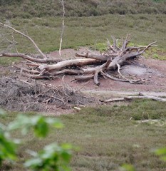 Gestapeltes Holz in der Fischbeker Heide