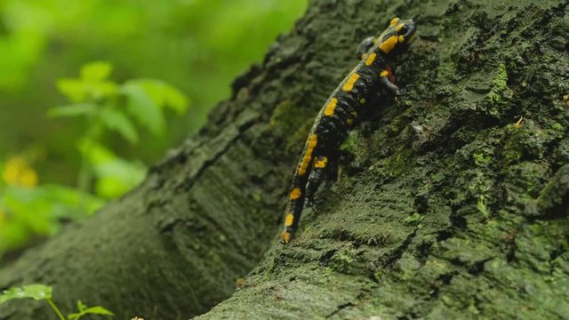 The fire salamander (Salamandra salamandra) walking on roots of tree.