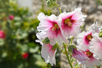 Beautiful hollyhock flower in bloom with white & pink petals and a green background, La Rochelle, Charente-Maritime, France.