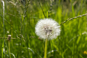 nahaufnahme löwenzahn