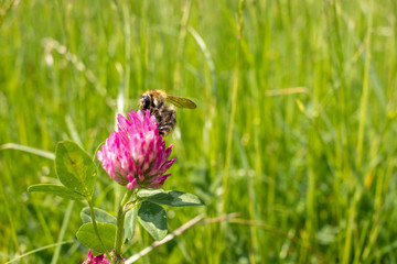 Hummel auf Rotklee in der Sommerwiese