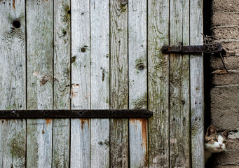 A farm cat looks out from rusty textured wooden barn door