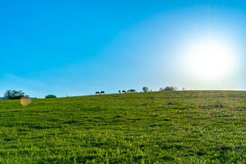 Horses graze in the meadow