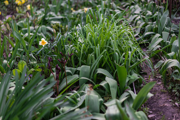 Obraz premium Various plants grow in the garden