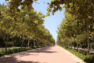 Beautiful tree lined paths in Ribalta Park & gardens which is in the city center downtown area of Castellón, Valencia, Spain.
