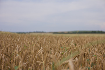 Closeup of ears of golden wheat on the field. Field with wheat plantings in the later summer. Close-up image. Wheat ears on field under blue sky