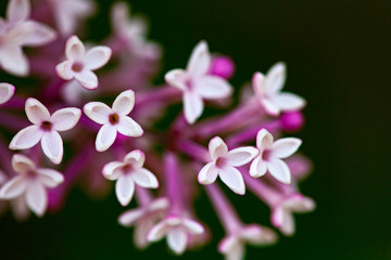 Lilac flowers spring blooming scene.