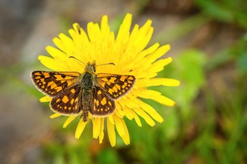 Close up image of a small bright orange and brown butterfly, the chequered skipper, with spread wings sitting on yellow dandelion flower growing on a ground. Blurry green and grey background.