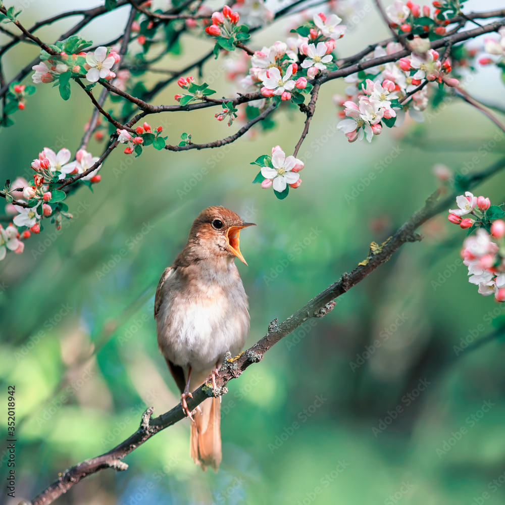 Wall mural a Nightingale sings on a branch with flowers