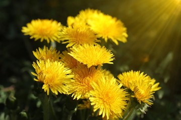 yellow dandelion flowers