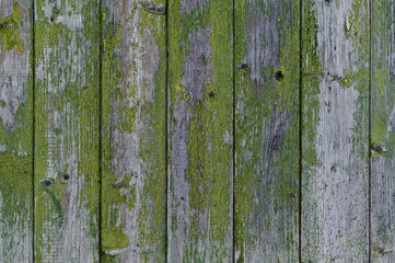 Fototapeta na wymiar wooden background: old fence with peeling green paint