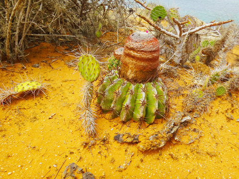 hermoso cactus en una isla desierta de venezuela isla cubagua