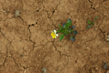 A small flower breaks through dry ground