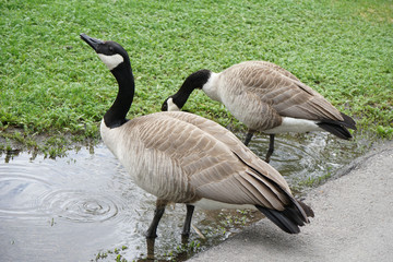 Canada Goose in Park