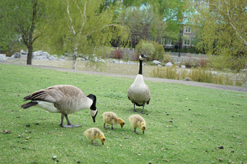 Canada Goose with Gosling 