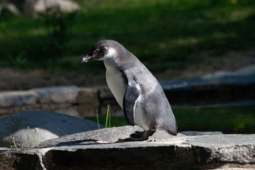 
wild penguin on a rock by the water in spring