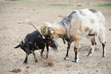 two goats on the farm