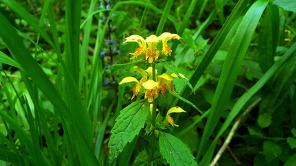 Wunderschöne Wildblumen