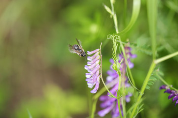 ナヨクサフジと蜜蜂