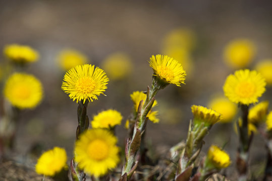 Tussilage
