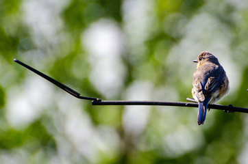 blue tit on branch